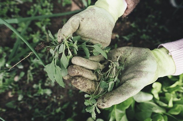 gloved hands upturned and holding green foliage with more green foliage in the background